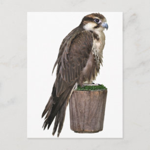 Peregrine Falcon Postcard Postkarte