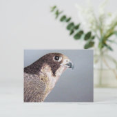 Peregrine Falcon Postcard Postkarte (Stehend Vorderseite)