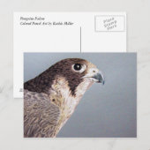 Peregrine Falcon Postcard Postkarte (Vorne/Hinten)