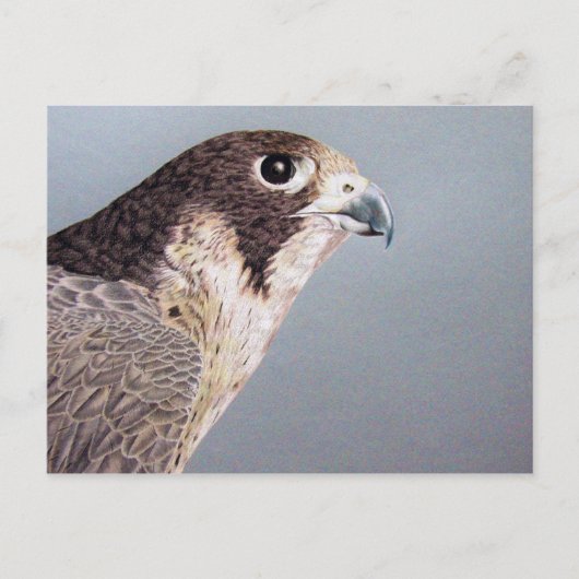 Peregrine Falcon Postcard Postkarte (Vorderseite)