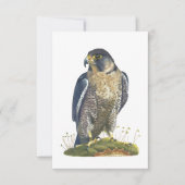Peregrine Falcon Postcard Style Note Card Mitteilungskarte (Vorderseite)