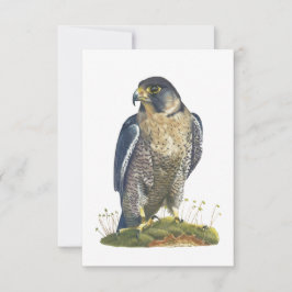 Peregrine Falcon Postcard Style Note Card Mitteilungskarte