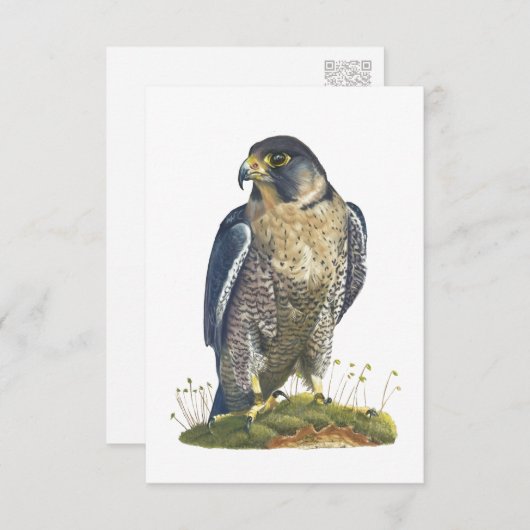 Peregrine Falcon Postcard Style Note Card Mitteilungskarte (Vorne/Hinten)