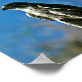 Peregrine Falcon Poster (Ecke)