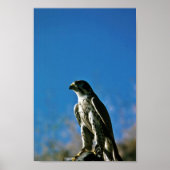 Peregrine Falcon Poster (Vorne)
