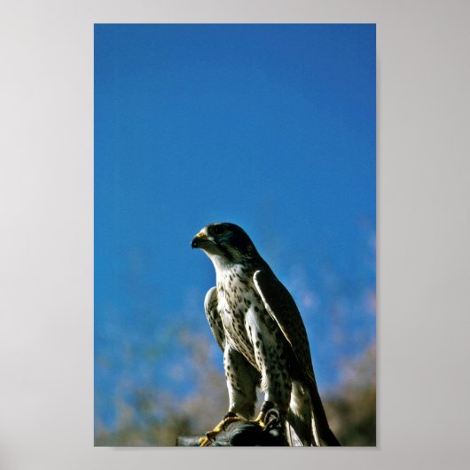 Peregrine Falcon Poster (Vorne)