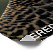 Peregrine Falcon Poster (Ecke)