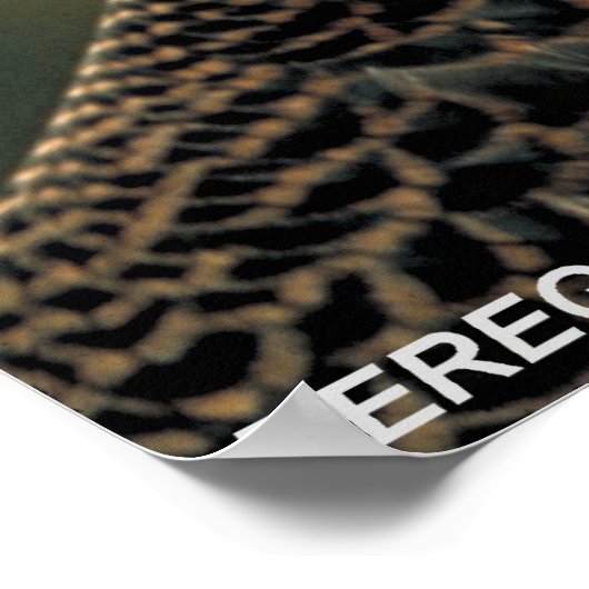 Peregrine Falcon Poster (Ecke)