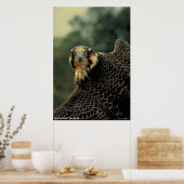 Peregrine Falcon Poster (Küche)