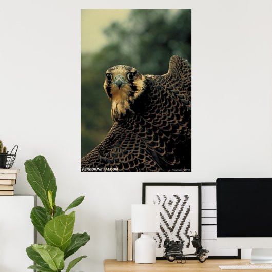 Peregrine Falcon Poster (Heimbüro)