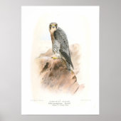 Peregrine Falcon Poster (Vorne)