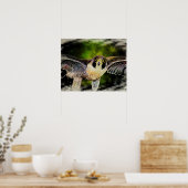 Peregrine Falcon Poster (Küche)