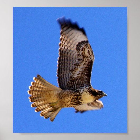Peregrine Falcon Poster (Vorne)
