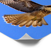 Peregrine Falcon Poster (Ecke)