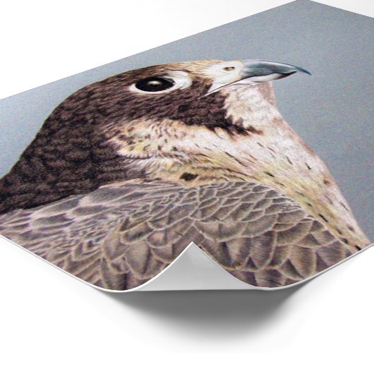Peregrine Falcon Poster (Ecke)