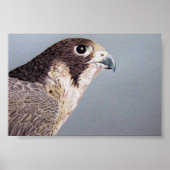 Peregrine Falcon Poster (Vorne)