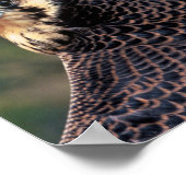 Peregrine Falcon Poster (Ecke)