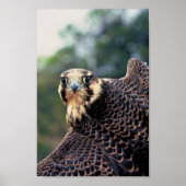 Peregrine Falcon Poster (Vorne)