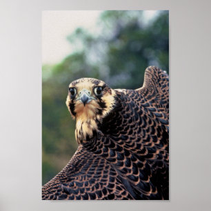 Peregrine Falcon Poster