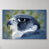 Peregrine Falcon Poster (Vorne)