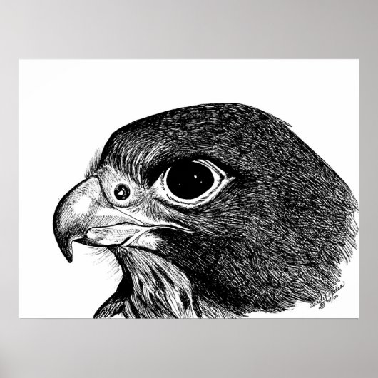 Peregrine Falcon Poster (Vorne)