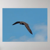 Peregrine Falcon Poster (Vorne)