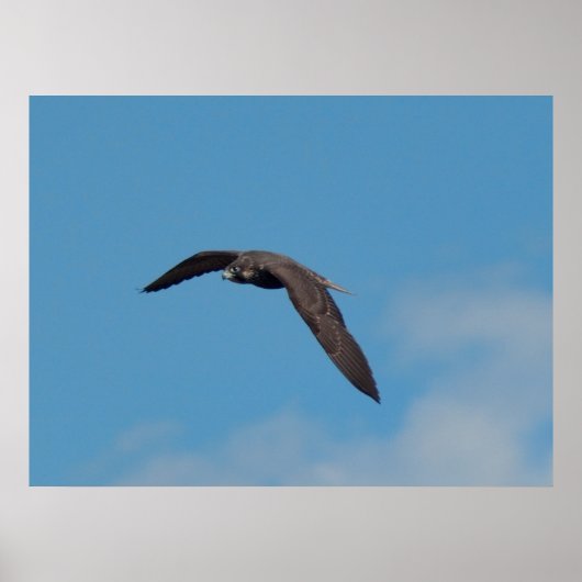Peregrine Falcon Poster (Vorne)