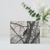 Peregrine Falcon Postkarte (Stehend Vorderseite)