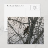Peregrine Falcon Postkarte (Vorne/Hinten)
