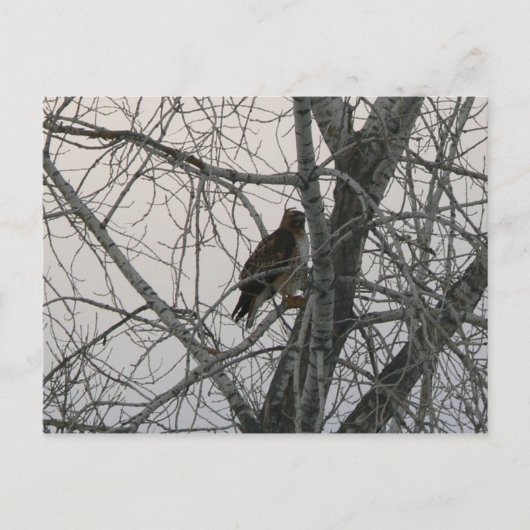 Peregrine Falcon Postkarte (Vorderseite)