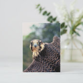 Peregrine Falcon Postkarte (Stehend Vorderseite)