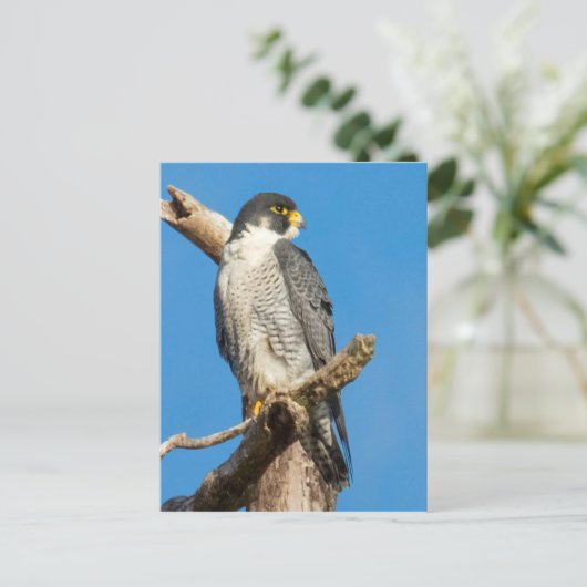 Peregrine Falcon Postkarte (Stehend Vorderseite)