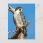 Peregrine Falcon Postkarte (Vorderseite)