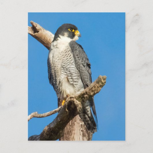 Peregrine Falcon Postkarte (Vorderseite)