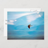 Peregrine Falcon Postkarte (Vorne/Hinten)