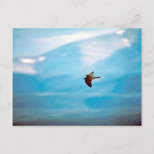 Peregrine Falcon Postkarte