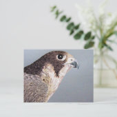 Peregrine Falcon Postkarte (Stehend Vorderseite)