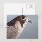 Peregrine Falcon Postkarte (Vorne/Hinten)