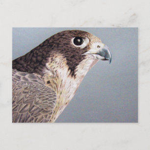 Peregrine Falcon Postkarte