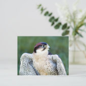 Peregrine Falcon Postkarte (Stehend Vorderseite)