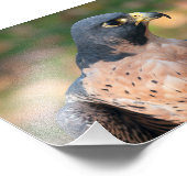 Peregrine Falcon Profil Fotodruck (Ecke)