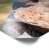 Peregrine Falcon Profil Fotodruck (Ecke)