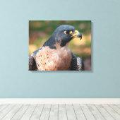 Peregrine Falcon Profil Leinwanddruck (Insitu (Holzboden))