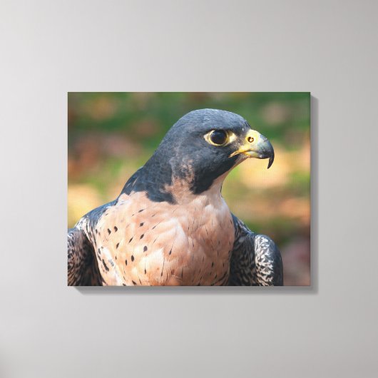 Peregrine Falcon Profil Leinwanddruck (Vorderseite)