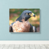 Peregrine Falcon Profil Leinwanddruck (Insitu (Holzboden))
