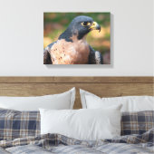 Peregrine Falcon Profil Leinwanddruck (Insitu (Schlafzimmer))