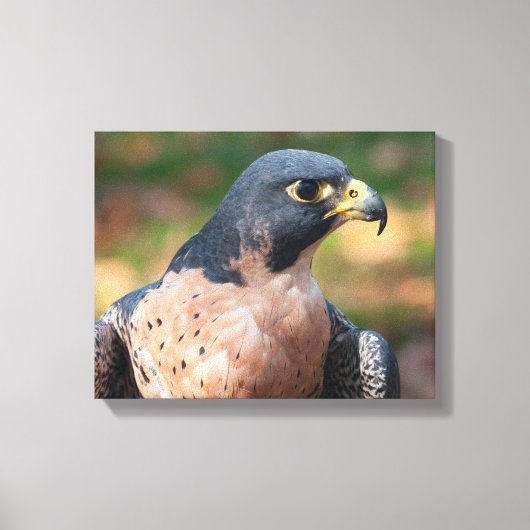 Peregrine Falcon Profil Leinwanddruck (Vorderseite)