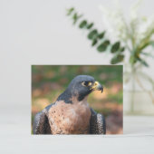 Peregrine Falcon Profil Postkarte (Stehend Vorderseite)