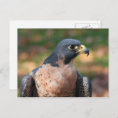 Peregrine Falcon Profil Postkarte (Vorne/Hinten)
