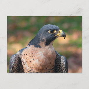 Peregrine Falcon Profil Postkarte